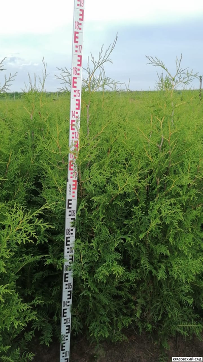 Туя Брабант с линейкой высота 180 см - Красовский-Сад.рф