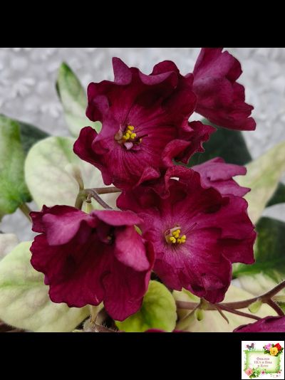 ЕК-Лампа Желаний (Е. Коршунова) 2021 г.