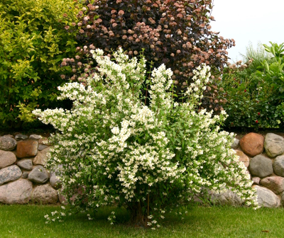 Чубушник (Жасмин) Virginal