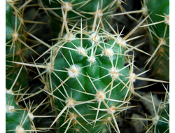 Gymnocalycium horidispinum VG-1078 (D=15-18mm)