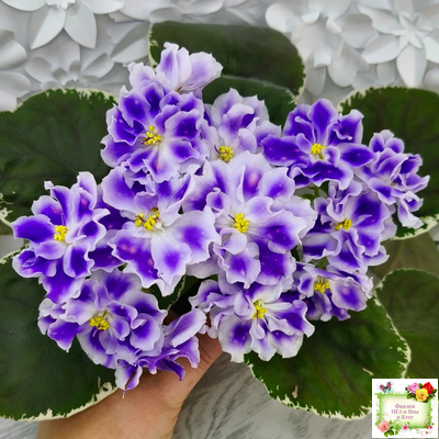 ВаТ-Монарх (Т. Валькова) 2016 г.