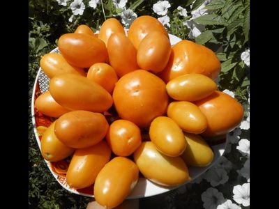 Томат Желтые длинные