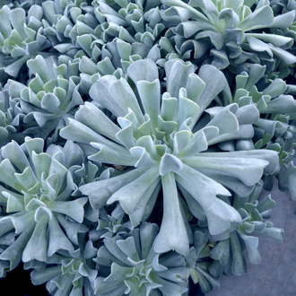 Echeveria Topsy Turvy, Echeveria, эчеверия, суккулент