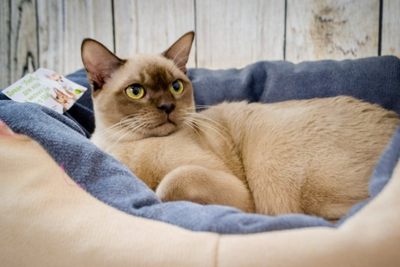 ДИВАН "ЛЮБИМЕЦ" 55х40x14 см