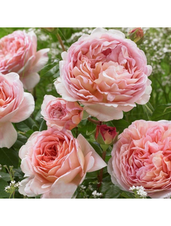 Абрахам Дерби (Abraham Darby)