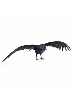 птицы Ворон Crow 3