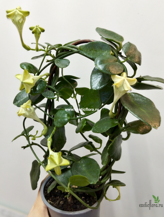 Церопегия Сандерсона / Ceropegia sandersonii
