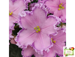 Nik-Хмельное Лето (Н. Булко) 2022 г.