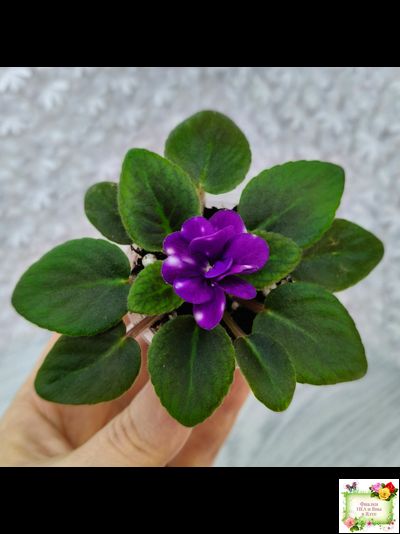 Hunter's Primal Scream (K.Muzalewski) (лист посажен 30.01.26)