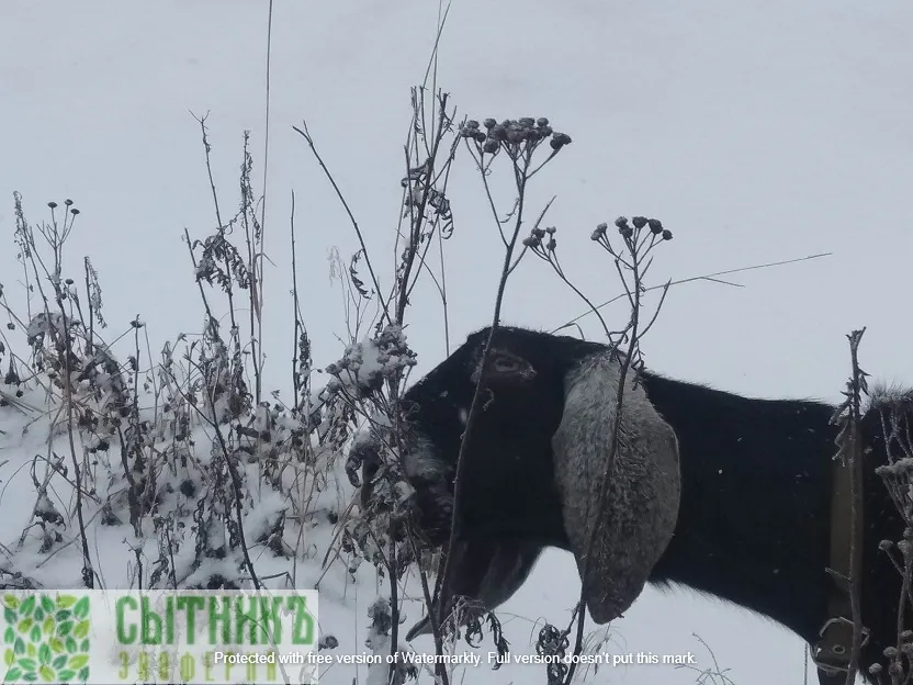 Нубийская коза и зимой найдет вкусности