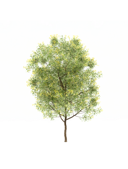 цветущие Акация цветущая Acacia implexa