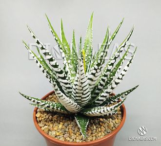 Haworthia Fasciata Alba