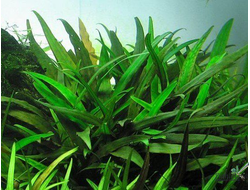 Криптокорина Виллиса (меристемная) Азия