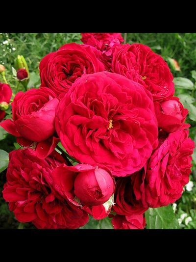 Роткеппхен (Rotkappchen)