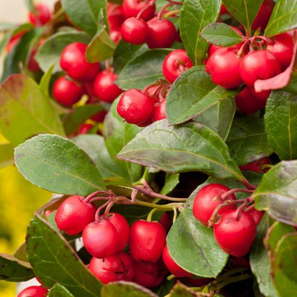 Грушанка, Гаультерия лежачая, (Gaultheria procumbens) (5 мл)  - 100% натуральное эфирное масло