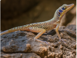 Анолис кубинский (Anolis bartschi)