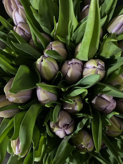 Тюльпаны пионовидные 35 шт