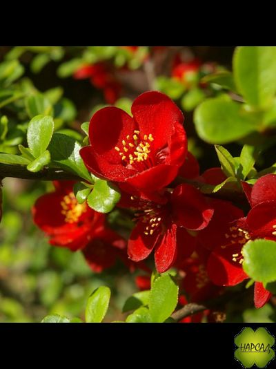 Айва (Хеномелес) великолепная &quot;БОУЛЬ ДЕ ФЁ&quot;