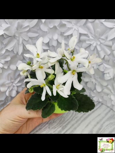 Lunar Lily white (Лунэ Лили уайт) (селекционер неизвестен)