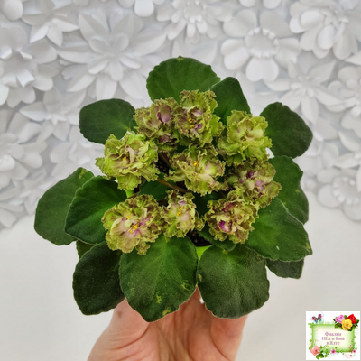 Allegro Pink Pistachio (J.Stromborg) (10765) 06/25/2015