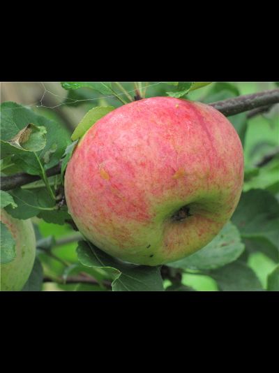 Ауксис (яблоня)