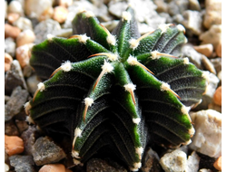 Gymnocalycium friedrichii v.moserianum VoS-014а (D=25mm) 9 ribs