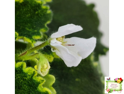 LV-Крапивка (Л. Шевелева) 2024 г. (лист посажен 15.09.25)