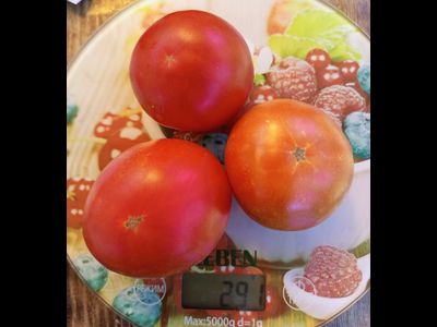 Томат Спиридоновский