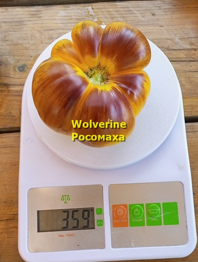 Томат Росомаха (Wolverine)