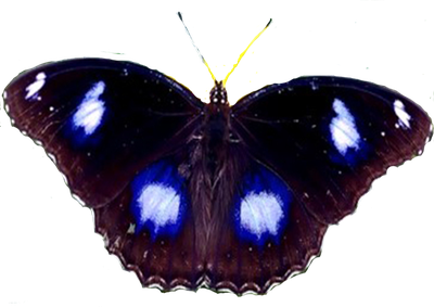 Салют из 3 бабочек