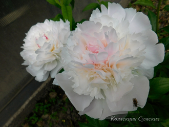 Пион Couronne d'Or (Курон д'Ор)