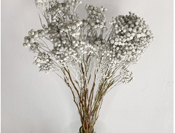 Пижма серая