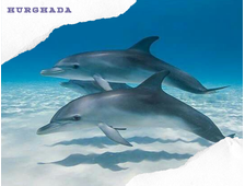 SEA TRIP DOLPHIN HOUSE FROM HURGHADA