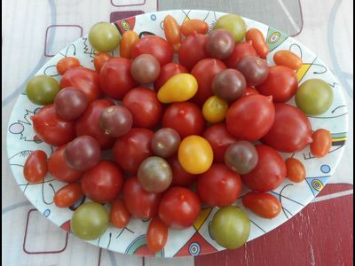 Томат Черная вишня (Black Cherry)