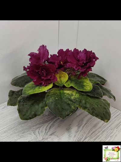 ЕК-Жара (Е. Коршунова) 2018 г.