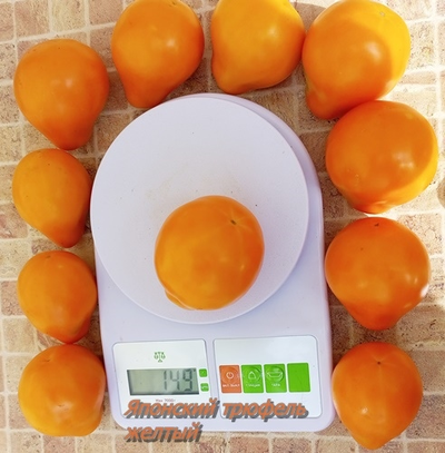 Томат Японский трюфель желтый