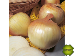 ЛУК-СЕВОК "СЕНШУЙ" (ОЗИМЫЙ, ГОЛЛАНДИЯ) 0,5КГ/1КГ