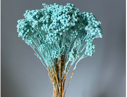 Пижма голубая