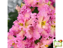 РМ-Богиня Солнца (Н. Скорнякова) 2019 г.