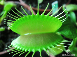 Dionaea muscipula Giant rosetted