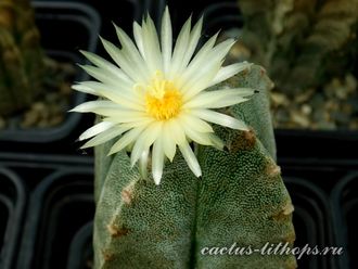 Astrophytum myriostigma v.guadricostatum - 5 семян