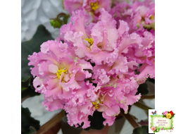 РМ-Саломея (Н. Скорнякова) 2019 г.