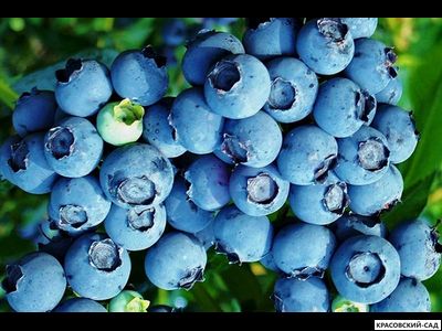 Голубика Блуэтта - Bluetta