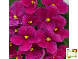 Mac’s Paisley Pattern (G.McDonald)