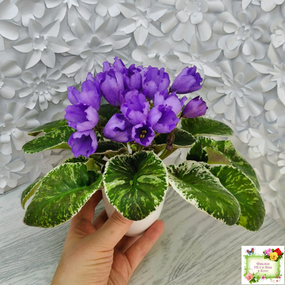 КНН-Крокус (Н. Куриленко) 2022 г. (лист с детками посажен 23.07.25)