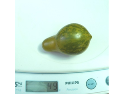 Томат Майкл Поллан (Michael Pollan)