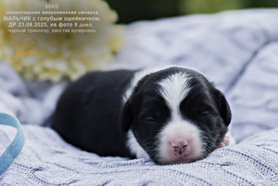 мальчик с ГОЛУБЫМ ошейничком Д-2025, окрас черный триколор, возраст 8 дней