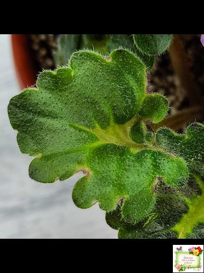 Skagit Victory Trails (W. Lindstrom)  (5659) 01/30/1984 трейлер