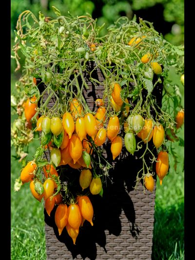 Томат Guinel Yellow (Гуинель жёлтый), 10 шт