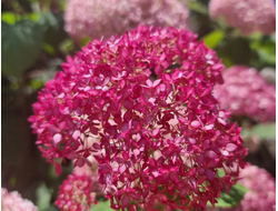 Гортензия древовидная Candybelle Sorbet, C5